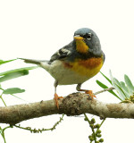 Northern Parula