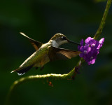 Ruby throated Hummingbird