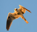 White-tailed Kite