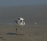 Snowy Plover.jpg