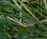 Common yellowthroat