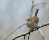 House Wren