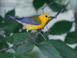 Prothonotary Warbler