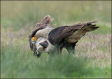 Crested Caracara