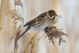 Svsparv, male, winter plumage