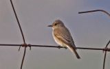 Gr flugsnappare