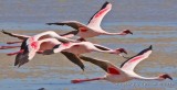 Mindre flamingo 