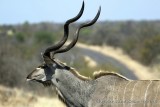 Strre kudu 
