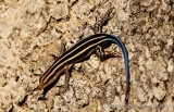 African Five-lined Skink 