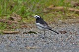 White Wagtail (Hodgsons) 