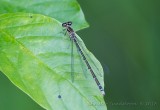 Mnflickslnda, female