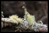 Moss