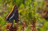 Sphinx of the Strawberry Tree.jpg