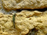 Lizard on the Volterras wall.jpg