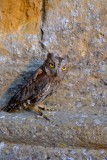 Scops owl in Volterras ancient door.jpg