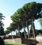 Umbrella pines on the Palatine Hill, Ancient Rome