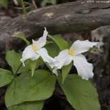 White Trillium