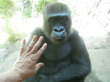 Gorilla, Bronx Zoo, New York (2013)