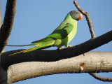 Male Slatey-headed parakeet