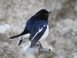 Oriental Magpie Robin