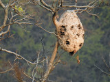 Wasp nest a month later