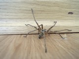 Yet another huge spider