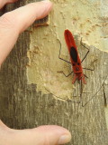 Bug at Asan Barrage, India