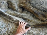 Fossilized bones at Dinosaur National Monument (2016)