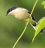 White Wagtail?  Bar-winged flycatcher shrike?