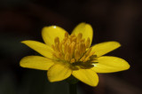 Yellow Cinquefoil 2.jpg