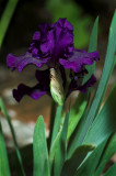 midnight iris 1.jpg