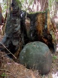 Charred Sphere in Charred Redwood Stump