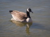 Canada Goose