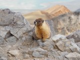 Marmot