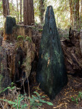 Charred Pyramid in Charred Redwood Stump
