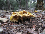Soller