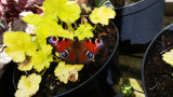 Peacock Butterfly