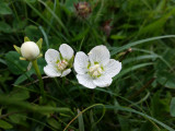 Grass of Parnassus