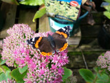 Red Admiral