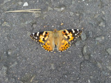 Painted Lady