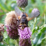 Tachina fera