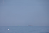 Swan, Lighthouse and Rock