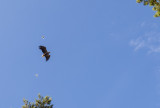 White tailed Eagle