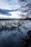 Drowned trees