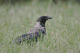Corvus cornix - Bonte Kraai - Hooded Crow