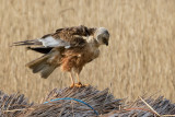 Circus aeruginosus - Bruine Kiekendief - Marsh Harrier