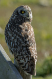 Asio flammeus - Velduil - Short-eared Owl