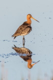 Limosa limosa - Grutto -  Black-tailed Godwit