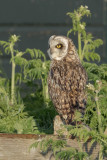 Asio flammeus  Velduil  Short-eared Owl