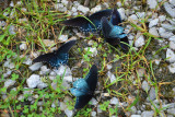 Red Spotted Purple and Pipevine Swallowtail